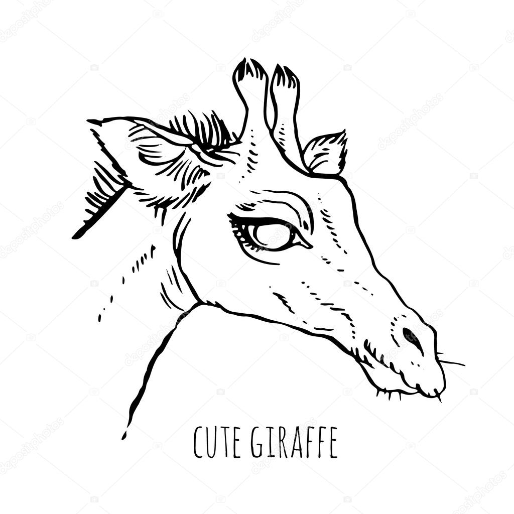 1024x1024 Drawing Head Of Giraffe Stock Vector Annasuchkova