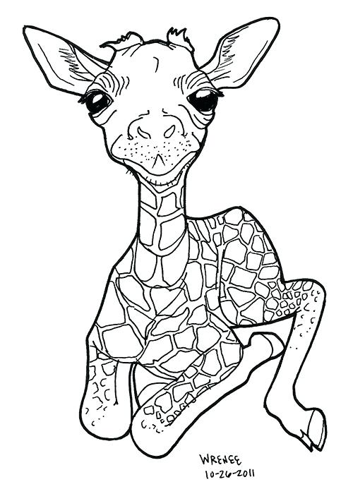 500x693 Baby Giraffe Coloring Pages 66 And Baby For Adults Kids Giraffe