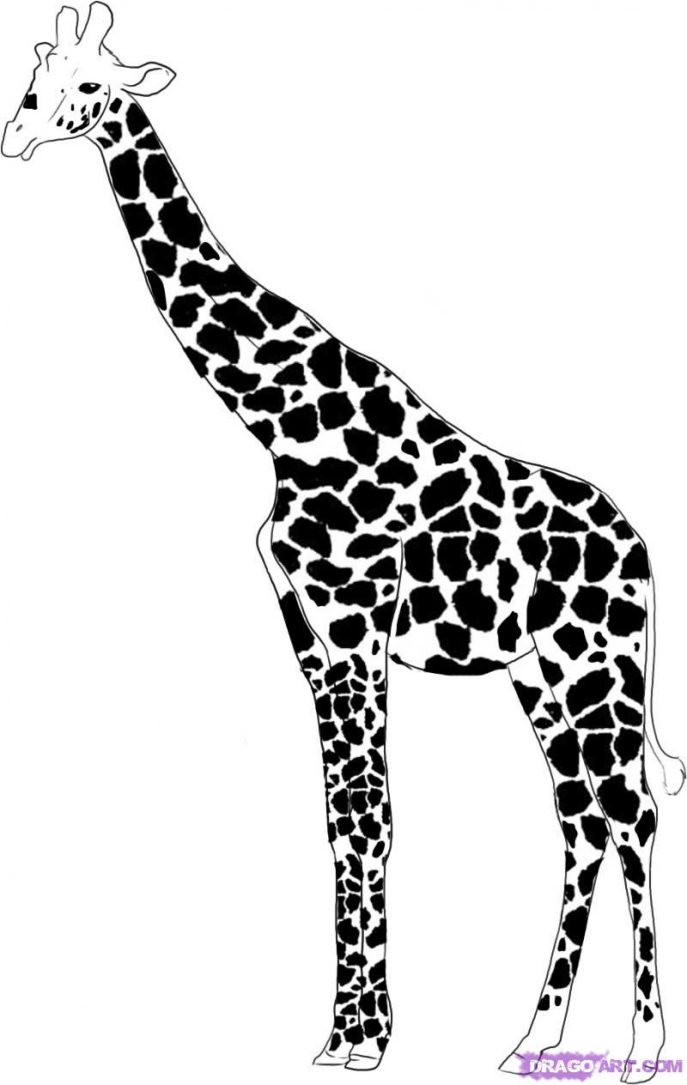 687x1085 Coloring Pages Giraffe Drawing 003 Coloring Pages Giraffe