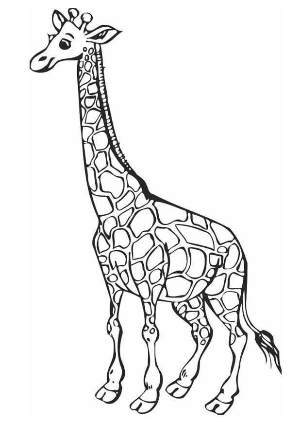 620x875 Coloring Page Giraffe