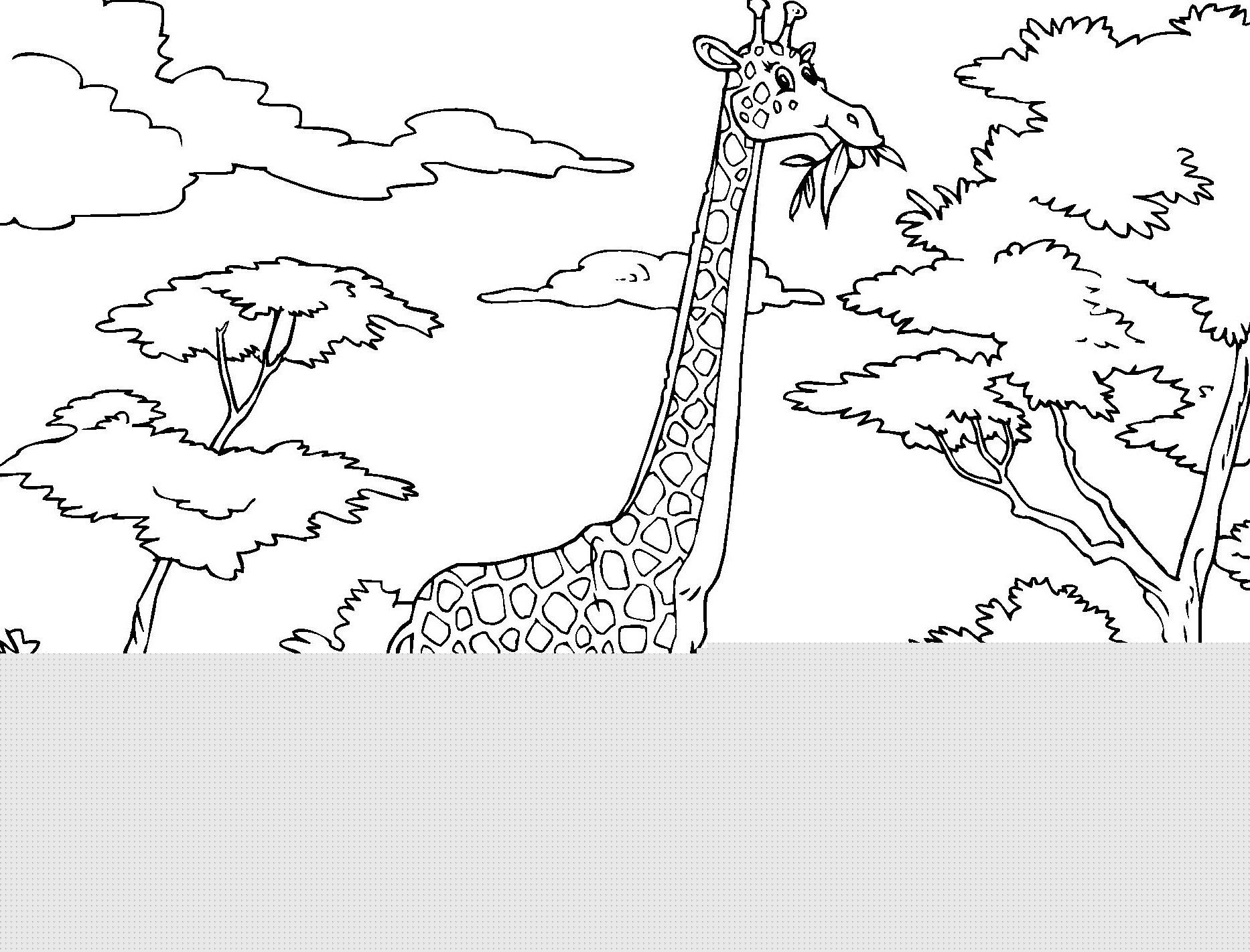 1866x1422 Giraffe Coloring Page