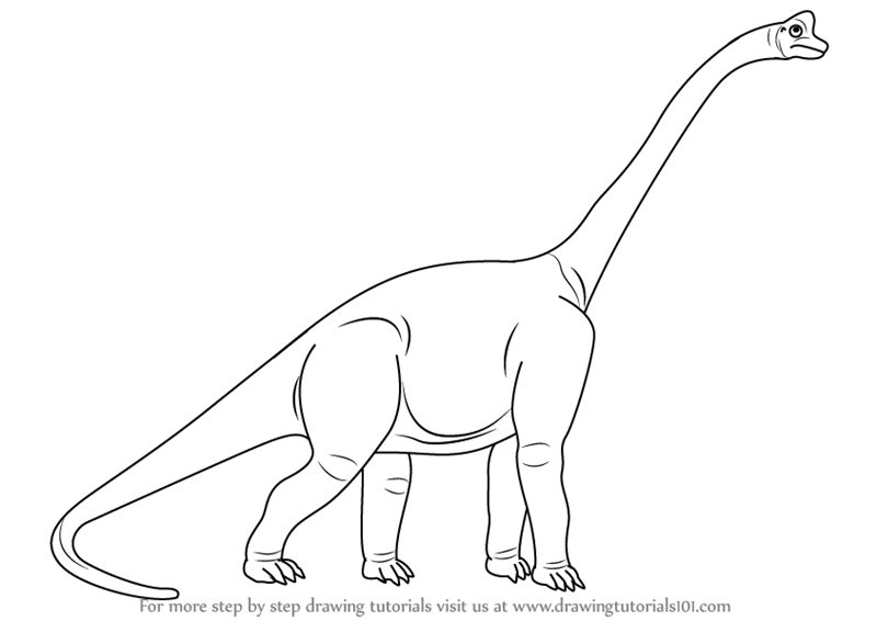 800x566 Learn How To Draw A Sauropod (Dinosaurs) Step By Step Drawing
