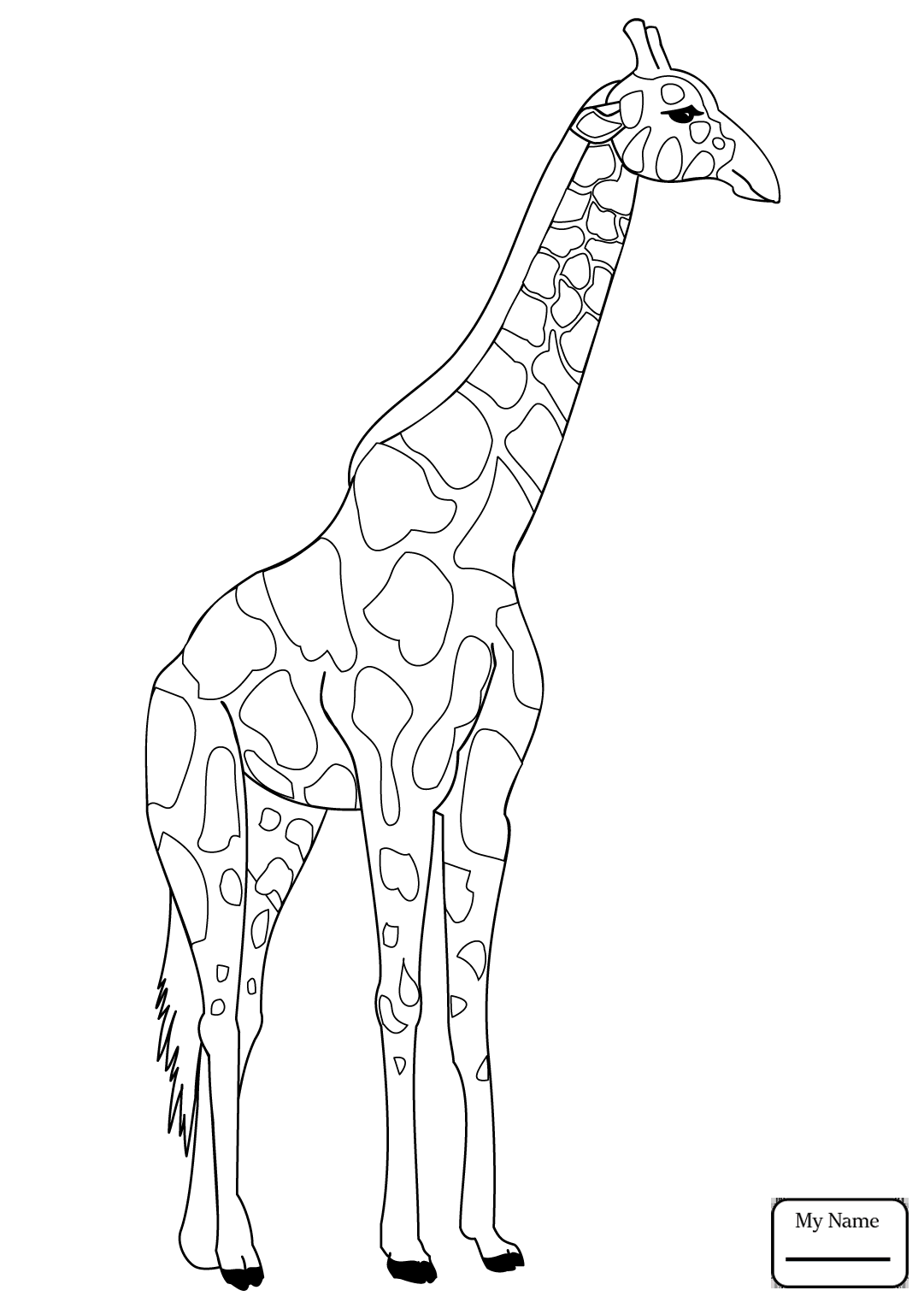 Giraffe Face Drawing at GetDrawings | Free download