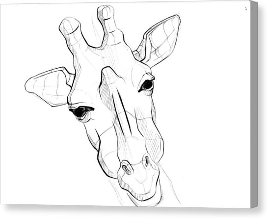 546x446 Giraffe Portrait Drawing By Alexandra Ciobanu
