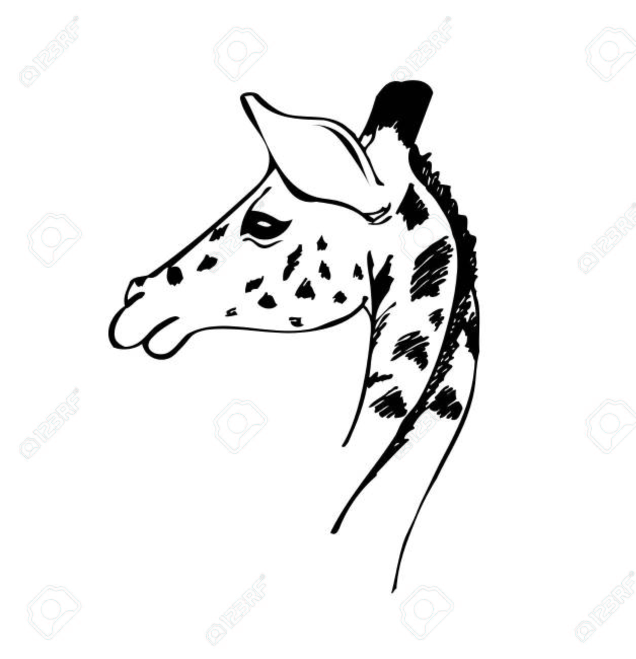 1255x1300 Head Of A Giraffe, Black And White Vector Illustration Royalty