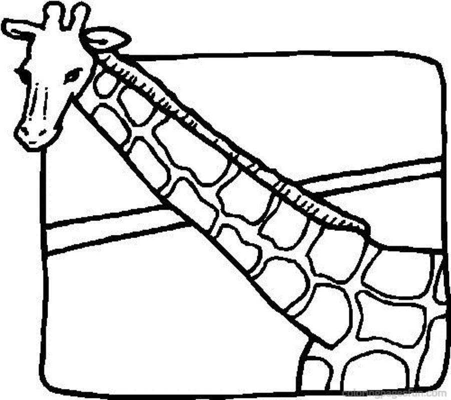 901x800 Picture Of A Giraffe To Color 378835