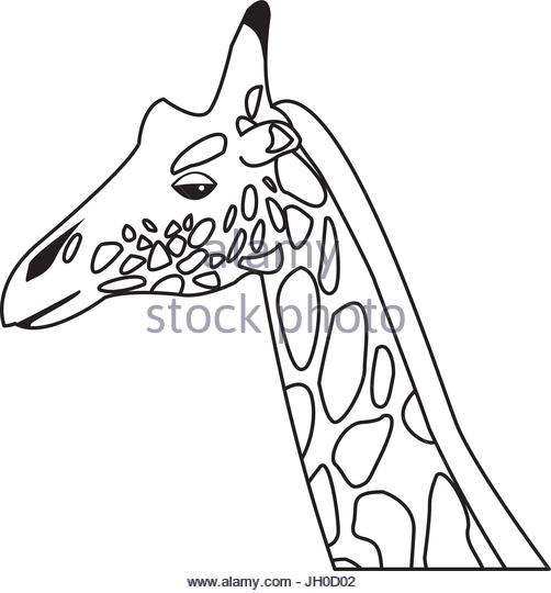 502x540 Profile Of Giraffe Head Stock Photos Amp Profile Of Giraffe Head