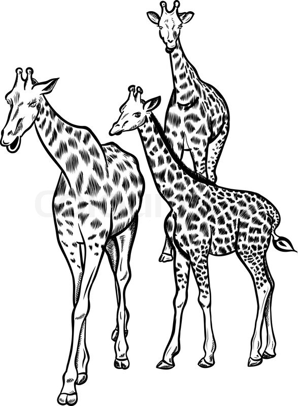 587x800 Family Of Three Big Giraffes Stock Vector Colourbox