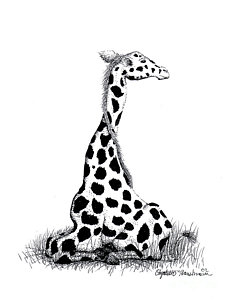 232x300 Giraffe Drawings
