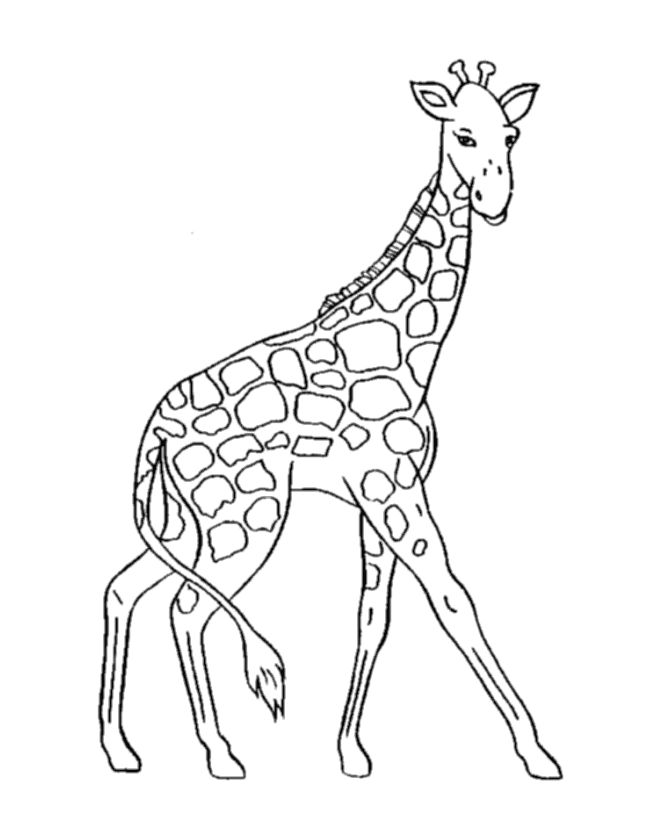 670x820 Giraffe Line Drawing Free Clip Arts Sanyangfrp