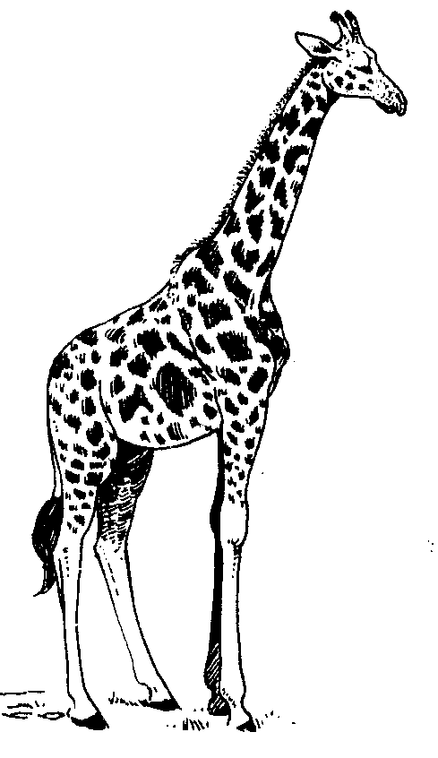 489x846 Giraffe Line Drawing Free Download Clip Art