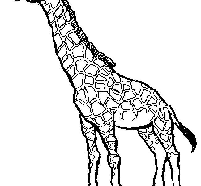 650x600 Good Giraffe Coloring Page 18 On Line Drawings With Giraffe