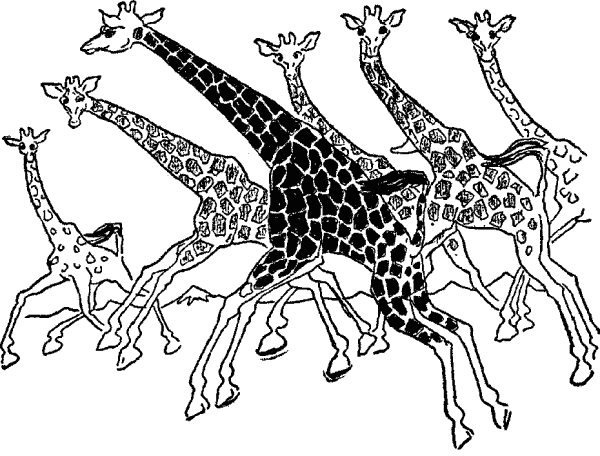 600x456 Giraffes Running