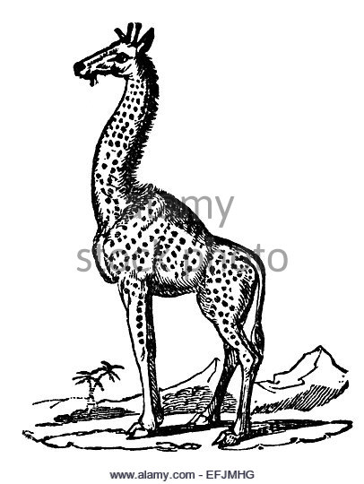 406x540 Drawing Of A Giraffe Stock Photos Amp Drawing Of A Giraffe Stock