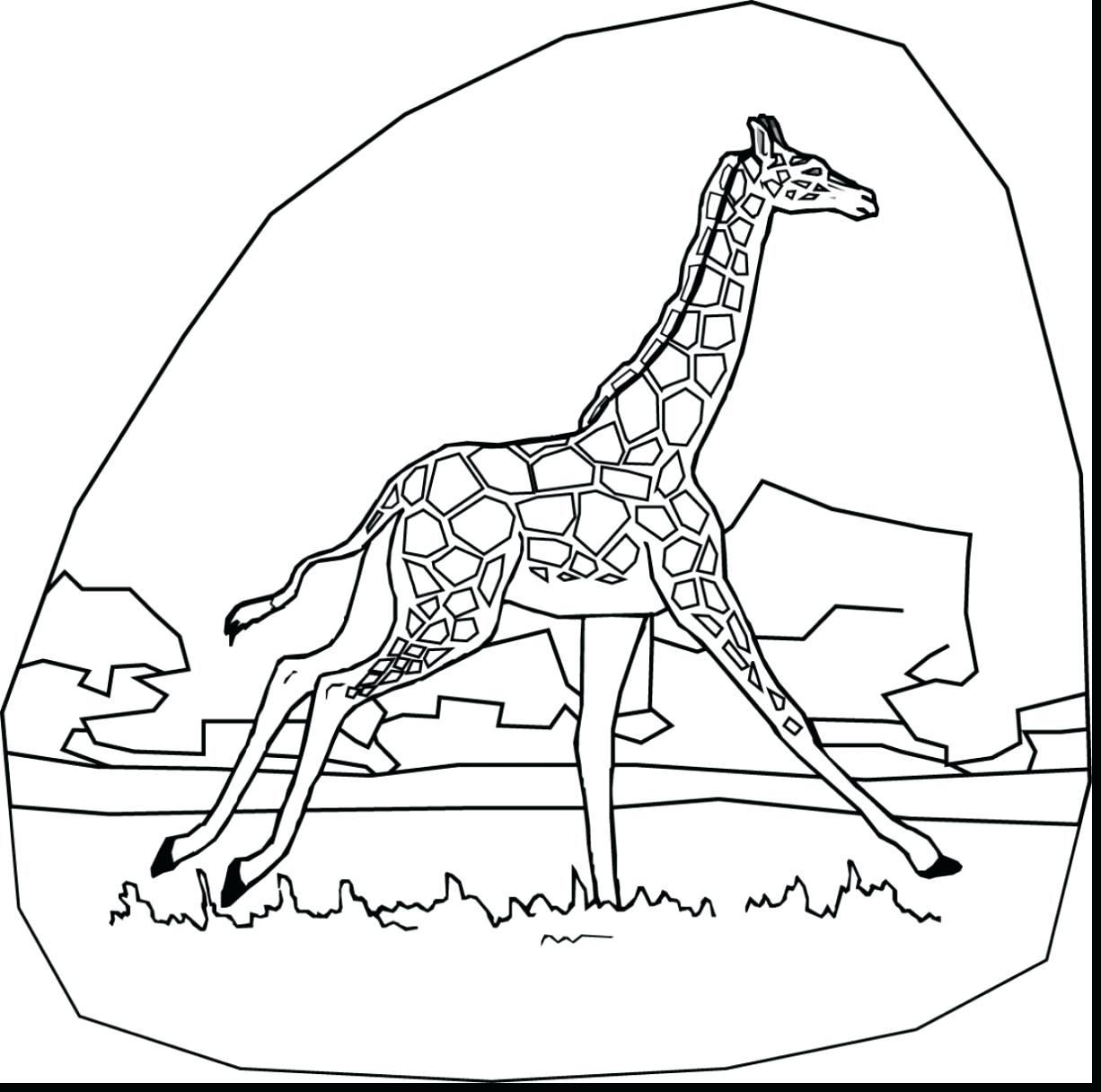 1226x1216 Giraffe Line Drawing. Pin Camel Clipart Mask 6. Adult Diy Felt