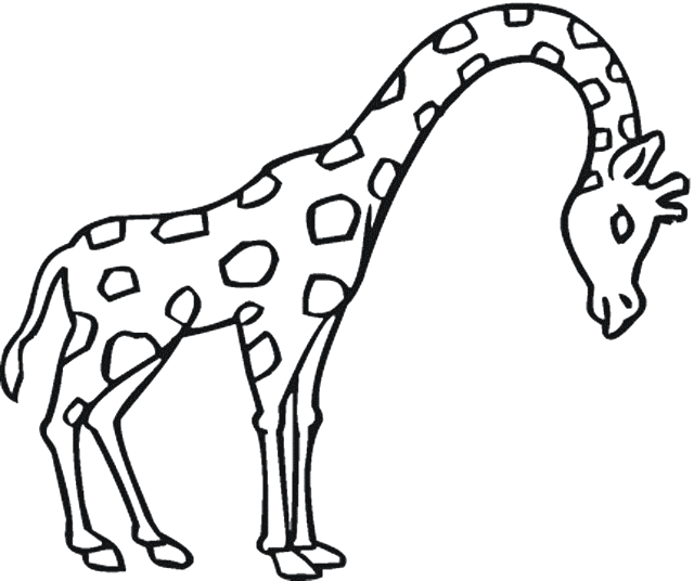 640x536 Free Coloring Pages Of Giraffe Outline 6911,