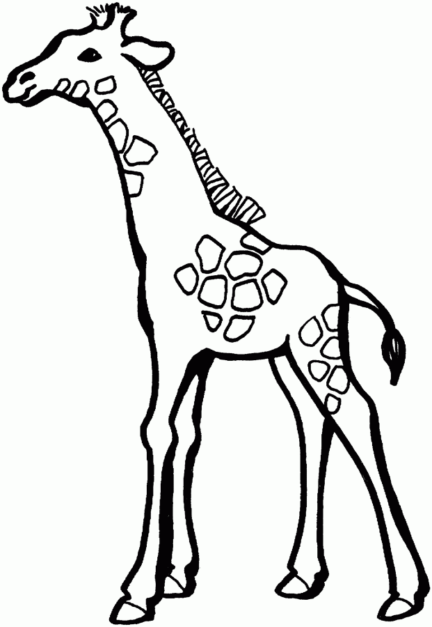 621x900 Giraffe Images Free