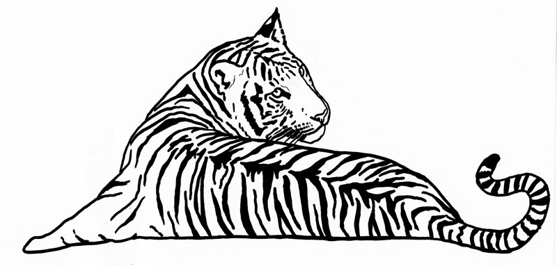 800x383 Animal Silvercrossfox