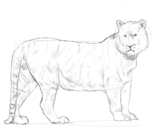 500x439 Gallery Of Pencil Sketches. A Random Selection Of My Sketches.