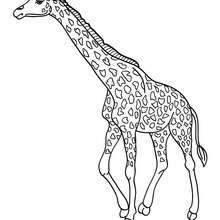 220x220 Giraffe Coloring Pages, Kids Crafts And Activities, Drawing