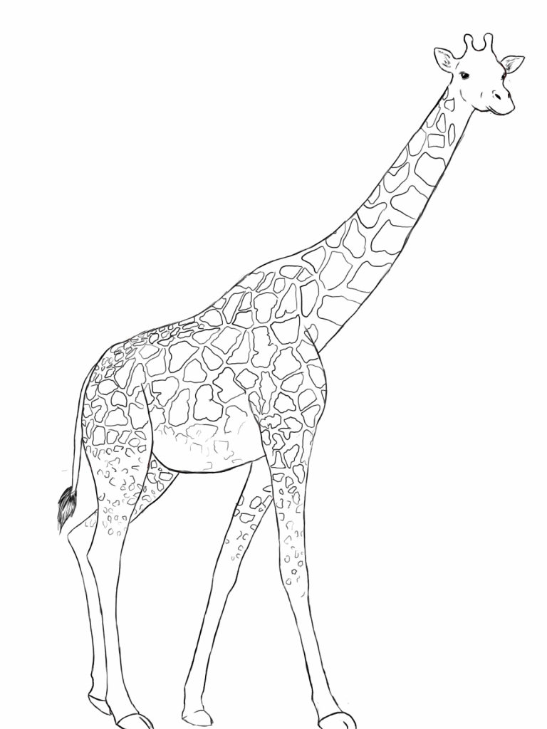 768x1024 Giraffe Drawing