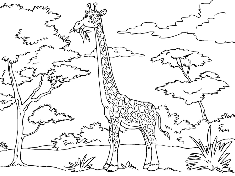 750x563 Coloring Page Giraffe