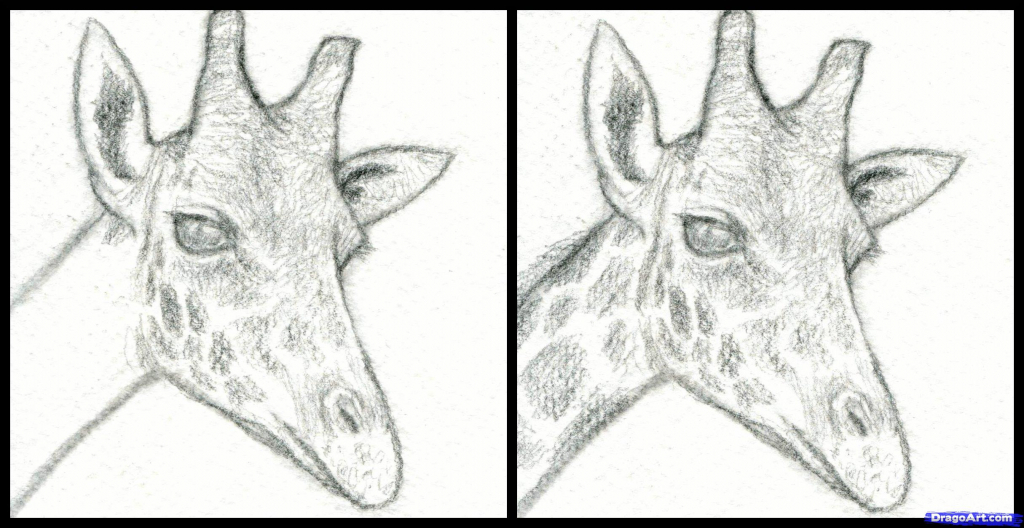 1024x528 Giraffe How To Draw Giraffe Realistic Drawing Drawing Images