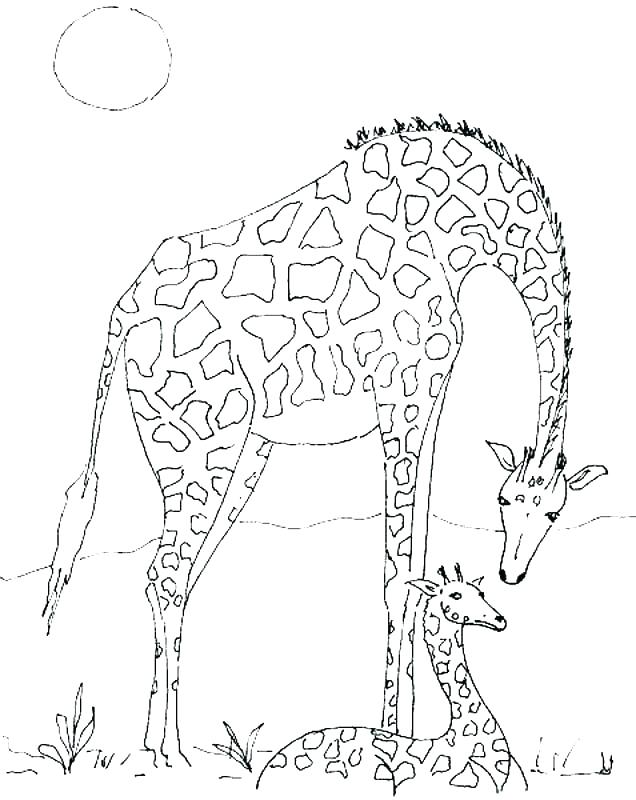 636x800 Giraffes Coloring Pages Giraffe Page Baby Realistic Kissing