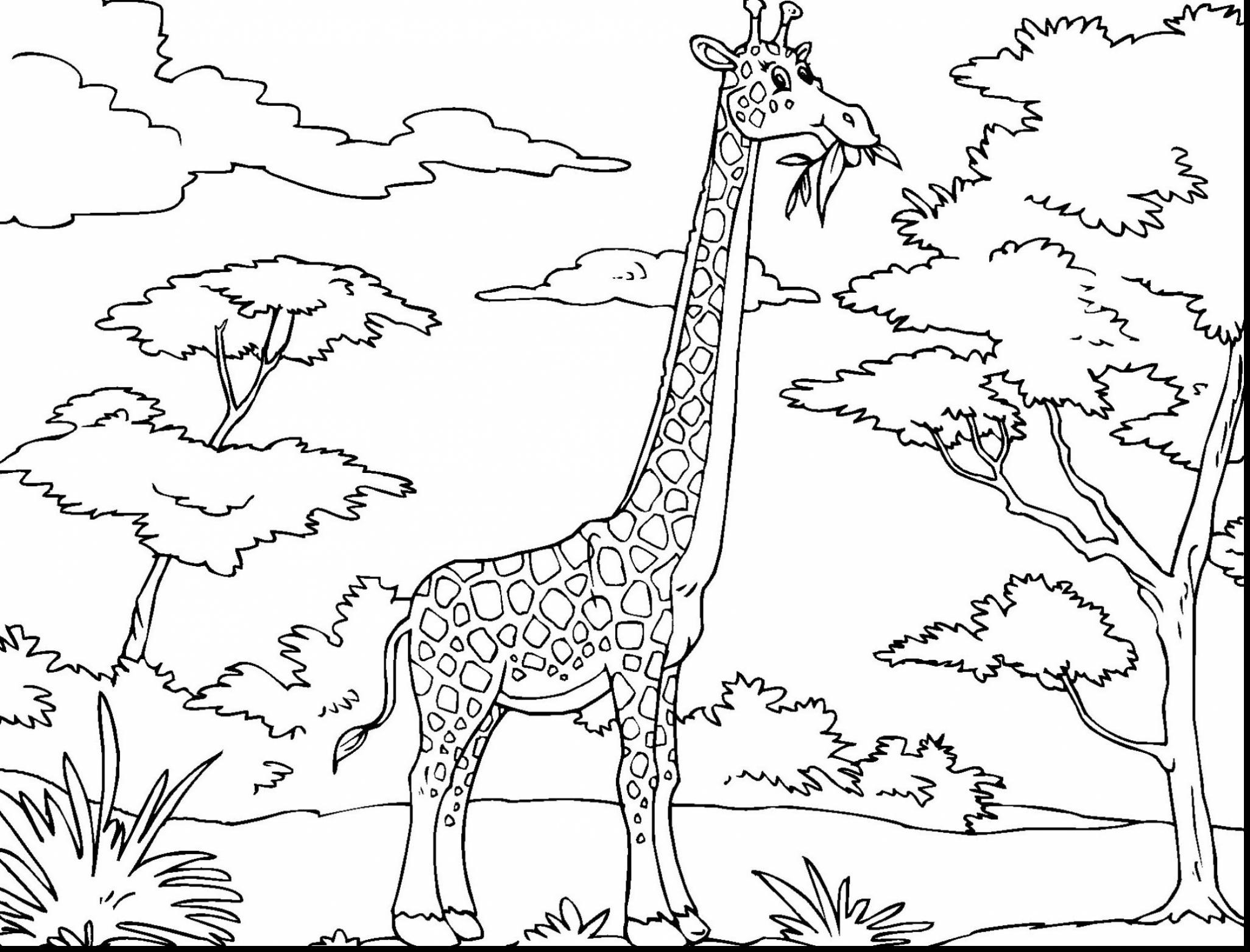 2052x1564 Impressive Pictures Of Giraffes To Color 20