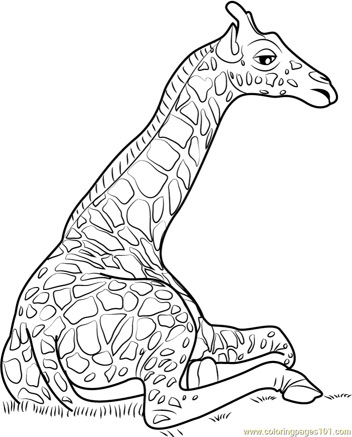 700x868 Photos Giraffe Sitting Drawing,
