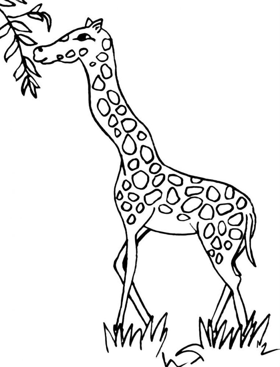 900x1179 Pin By On Giraffe Coloring Pages