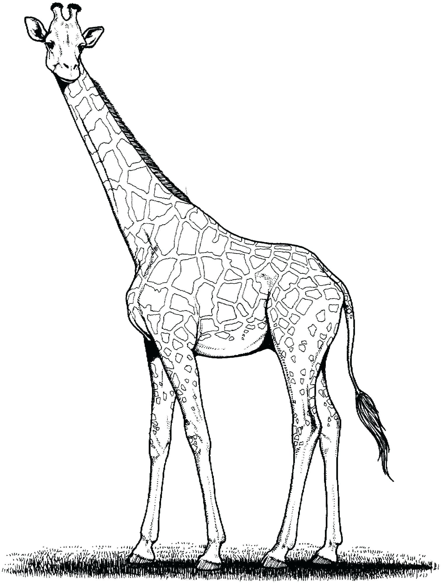 1512x2000 Coloring Giraffe Coloring Page