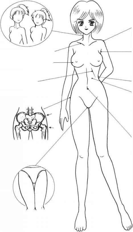467x814 Characteristics Of The Female Figure
