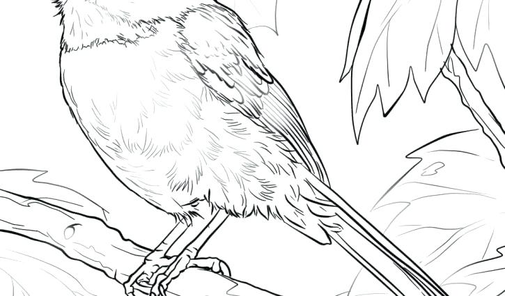 725x425 Black Capped Chickadee Coloring Page Anime Girl With Headphones