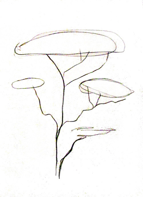 499x690 How To Draw A Tree