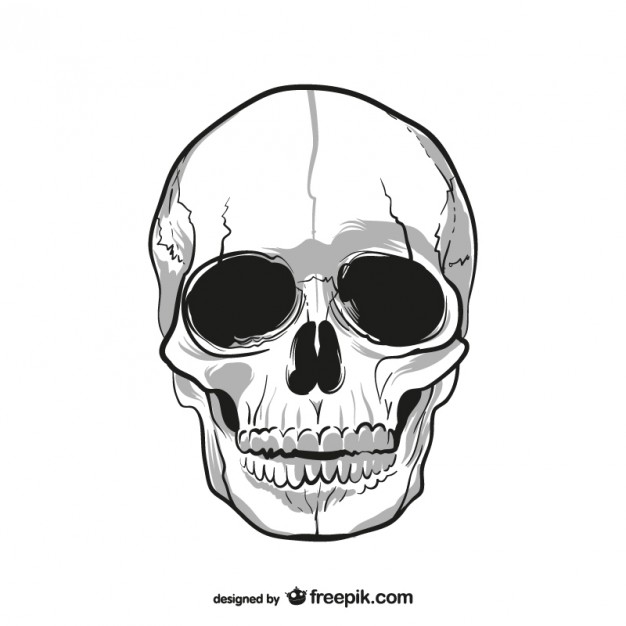 626x626 Skull Vectors, Photos And Psd Files Free Download