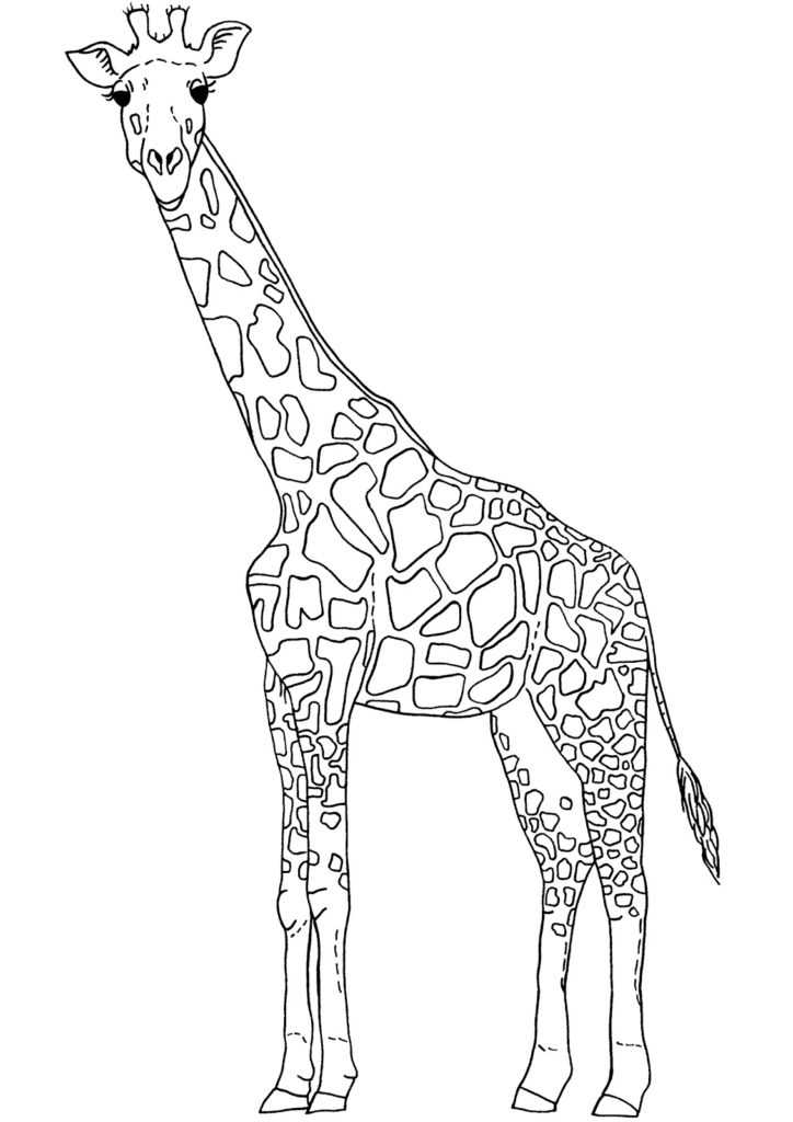 724x1024 Giraffe Outline