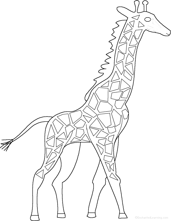 576x744 Giraffes