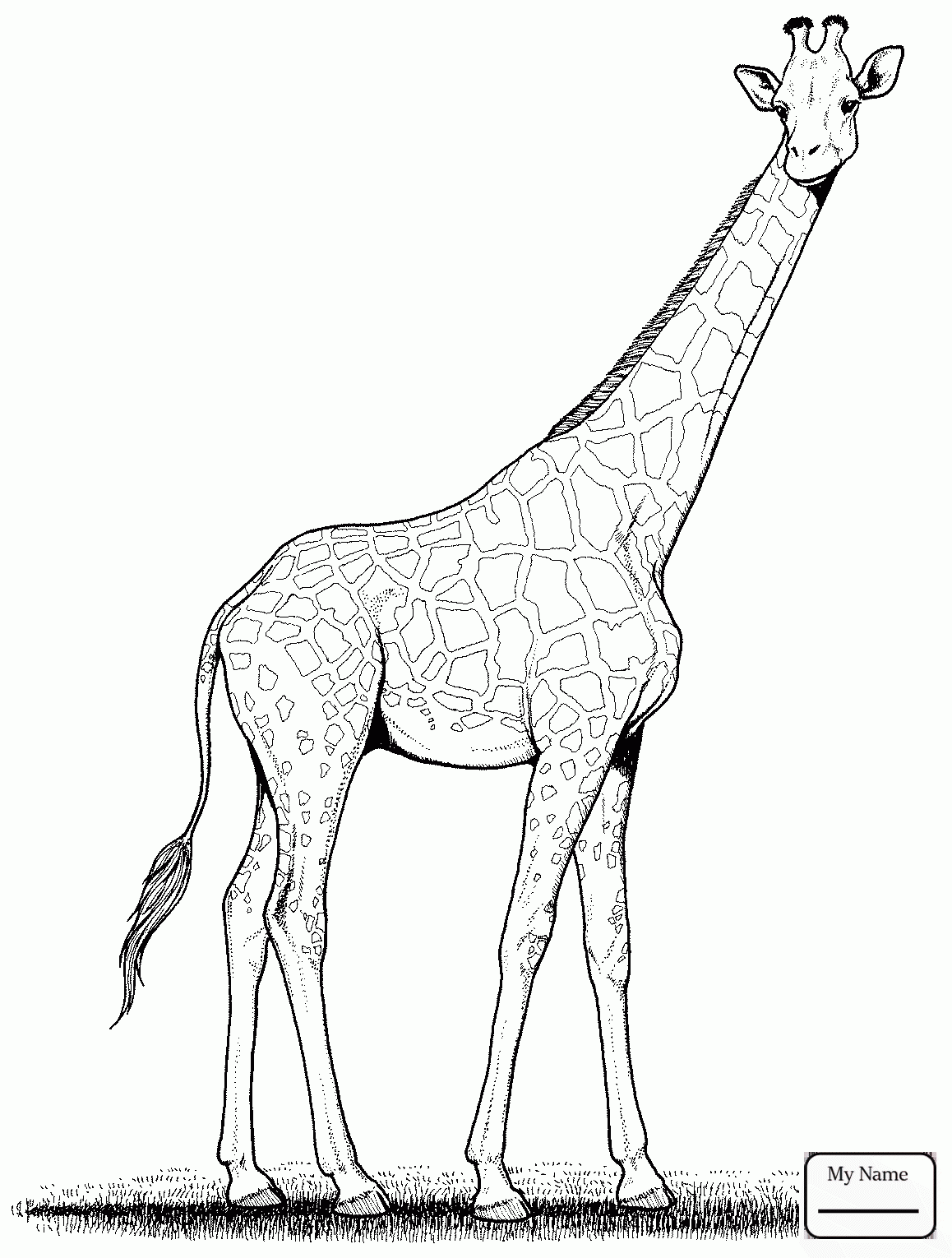 1158x1530 Coloring Pages For Kids Giraffes Mammals Giraffe Mouse