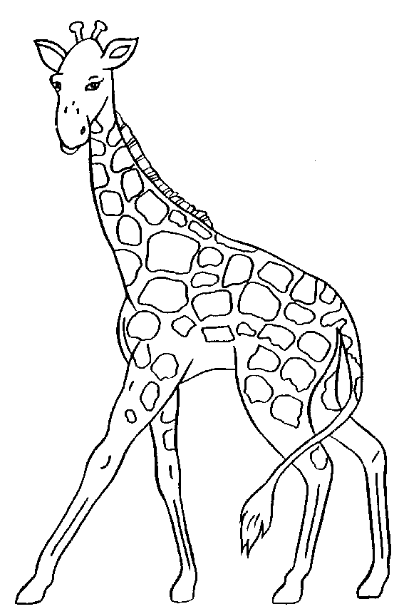 560x854 Black Giraffe Clipart