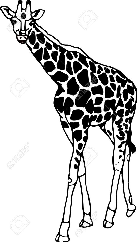 564x992 Line Drawing Giraffes