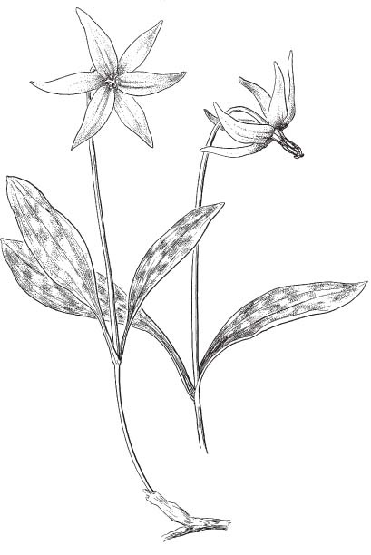 409x612 The Wild Garden Hansen's Northwest Native Plant Database