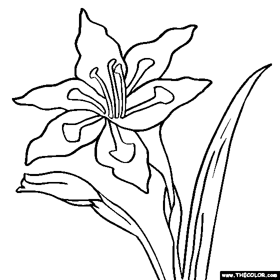 560x560 Gladiolus Flower Picture Coloring Book Calla Lily Flower Coloring
