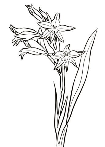 343x480 Gladiolus Coloring Pages Free Coloring Pages