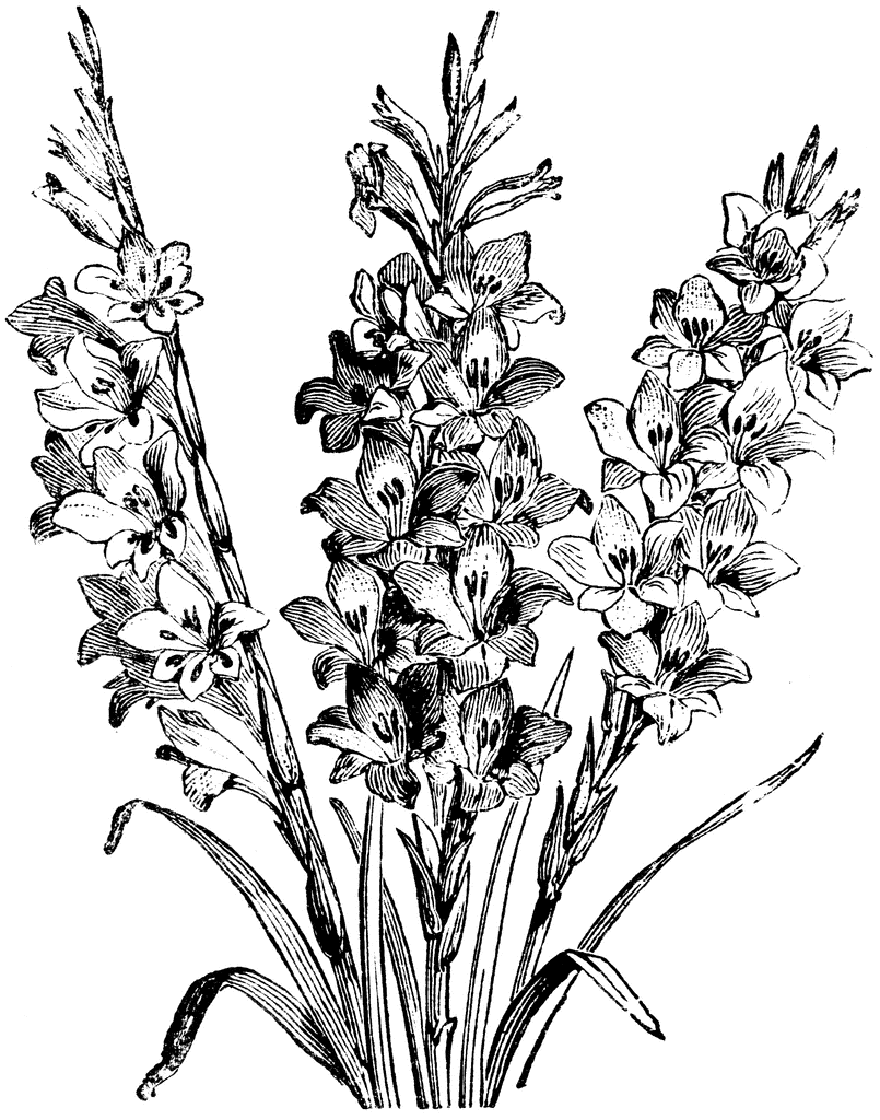 805x1024 Hybrids From Gladiolus Gandavensis Clipart Etc