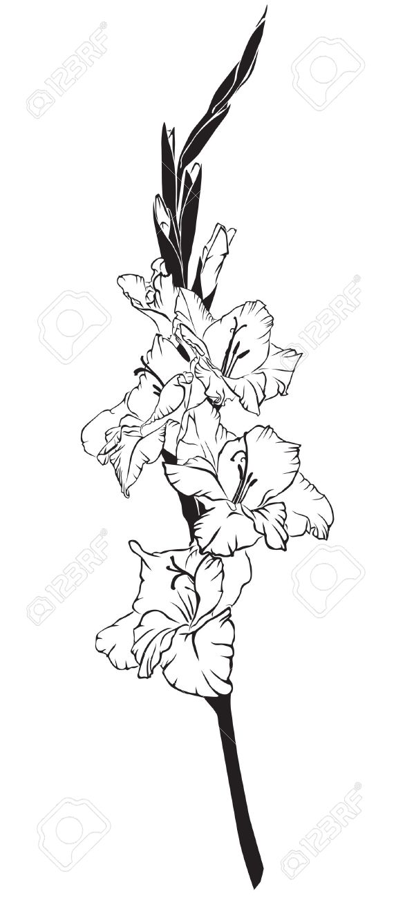 599x1300 Black And White Line Art Image Of A Flower Gladiolus Royalty Free