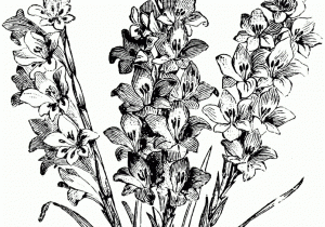 300x210 Drawings Of Gladiolus Flowers
