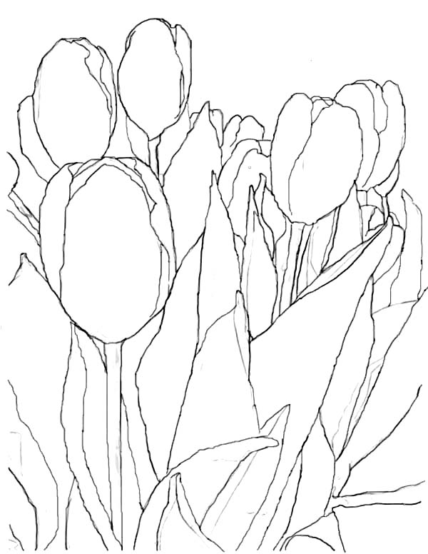 600x776 Tulips, An Artistic Pencil Sketch Of Tulips Coloring Page