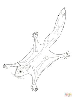 236x314 Critters Coloring Pages Petcha Sugar Gliders