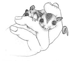 236x199 Inktober Day 28 Fall. Sugar Glider Falling Down.